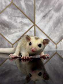 Piebald Mosaic Love Head Sugar Glider