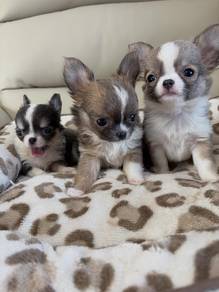 Chihuahua r