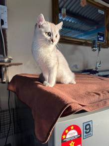 Bsh Silver shaded