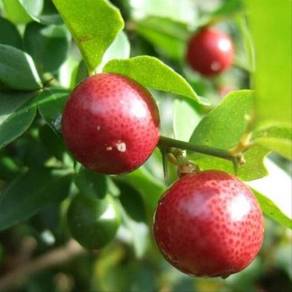 Benih Lime Berry / Limau Kiah