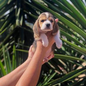 beagle&&