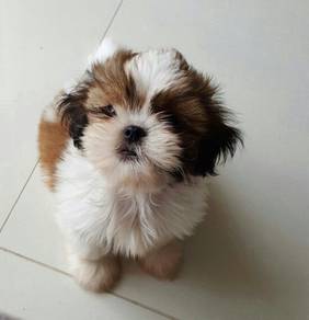 K9757 Irresistible Shih Tzu / Shihpoo / Cute / Tri