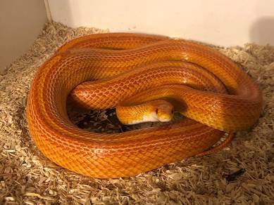 Adult Corn Snake Pair