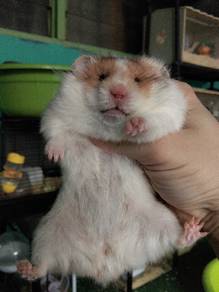 hamster bigbone 