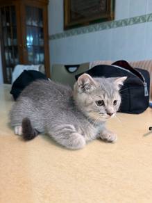 British short hair (Fold)