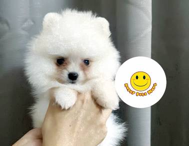GWEP_AA3661 TINY Pomeranian cute puppies