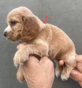 ENGLISH COCKER SPANIEL PUPPIES C42 🌻 Boy-Girl