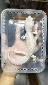 Leopard gecko adult