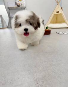Handsome Coton de Tulear Puppy Dog