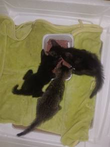 Kitten for rehome