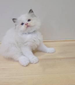 ragdoll