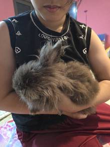 British Angora