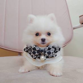 Pomeranian
