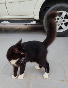Mainecoon