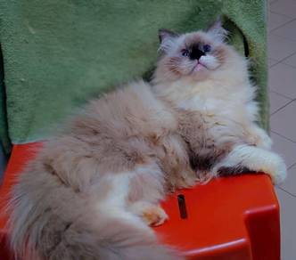 Ragdoll Cat Mating