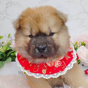 Chow Chow