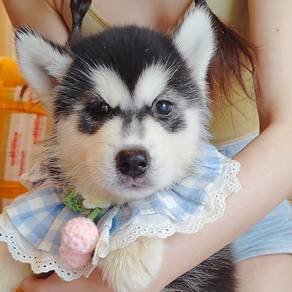 Husky