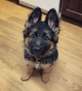 QEPP76 German Shepherd cute puppies BT haired