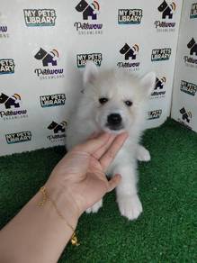 Japanese Spitz