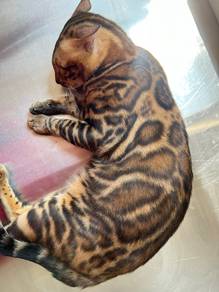 Bengal