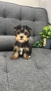 Pure Breed Yorkshire Terrier (F) 纯种约克夏 女生