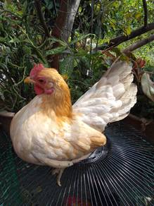 ayam