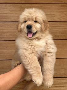 Big bone Golden-Boy