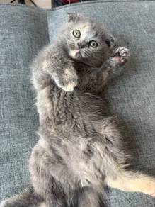 BSH Kitten newly borned!!! 