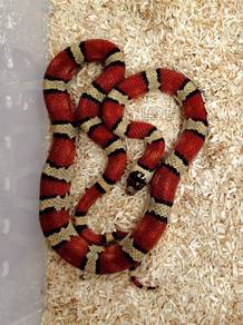 Thayer's Kingsnake / Ular