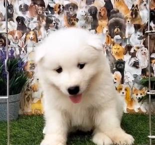 Samoyed quality puppy ready to home