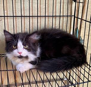 Cats for adoption