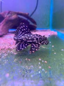 Gold Spotted Sailfin Pleco