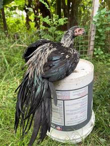 Ayam Aseel parrotbeak