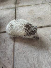 Hedgehog for sale