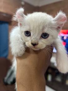 Mix American Curl