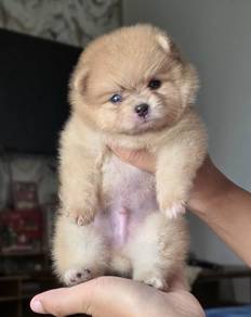 POMERANIAN PUPPIES A182 🌻 Sort of shine Boy~Girl