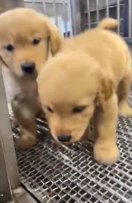 Golden retriever mka and microchip