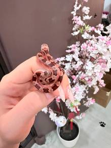 Corn Snake