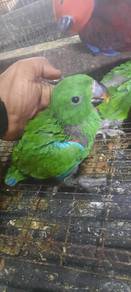 Burung electus male Hand feed Siap lesen