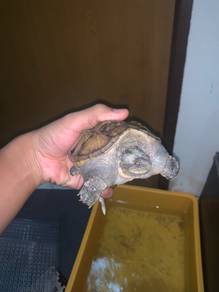 common snapping turtle