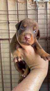 Brown Doberman