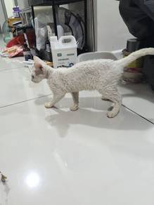 Malaysian doven rex cat meow