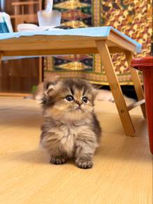 Bsh munchkin