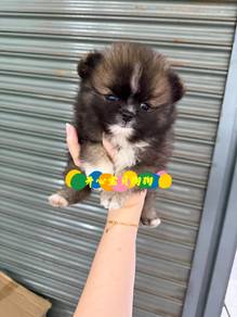 Pomeranian (M)