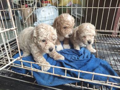 toy poodle male. small side