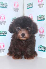 J0100 Poodle Fluffy Teddy Bear Companion Dog