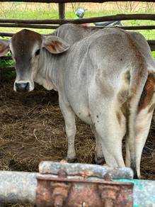 lembu bertina bara