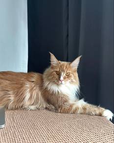 Maine Coon