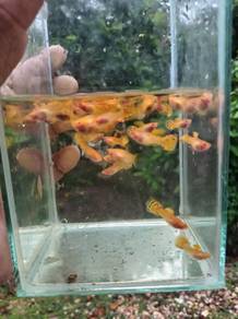 guppy yellow leopard sb glassbelly