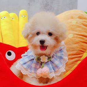Maltipoo